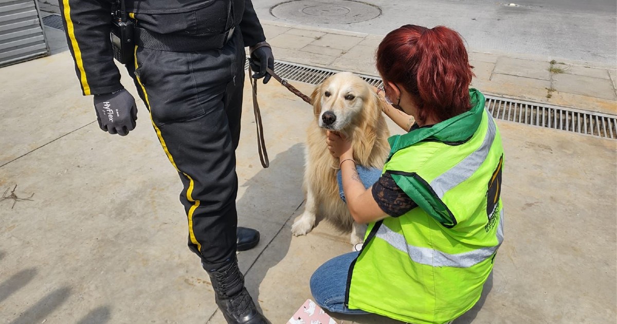 26 perros de vigilancia en TransMilenio fueron valorados por Distrito