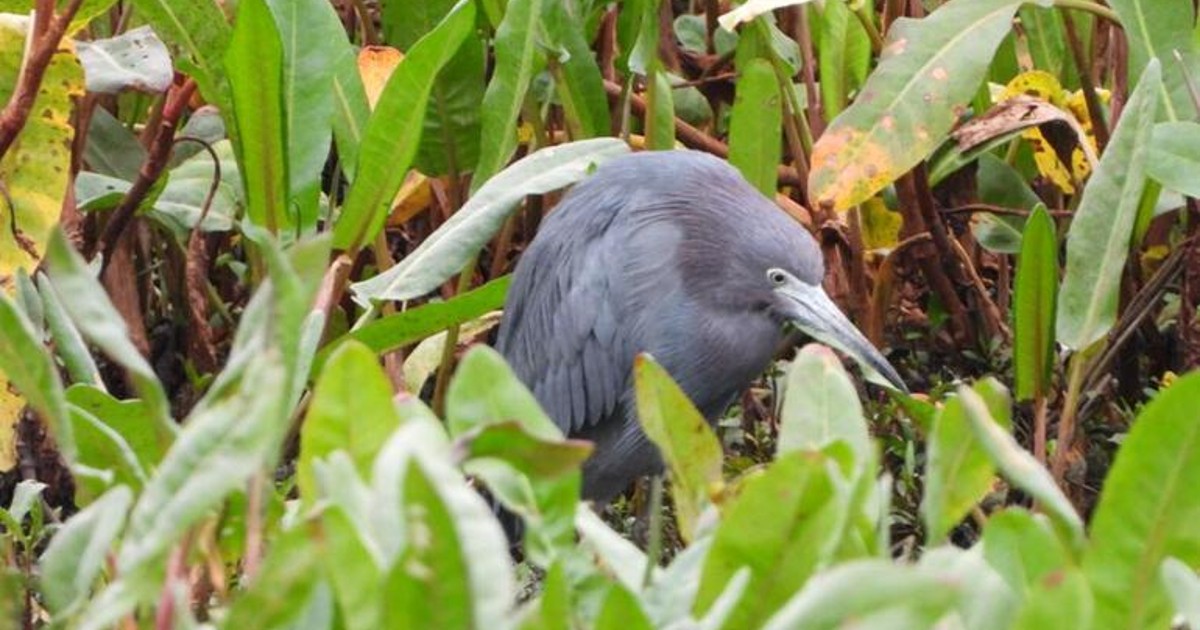 Garza azul, nueva ave migratoria vista en humedal El Burro de Bogotá