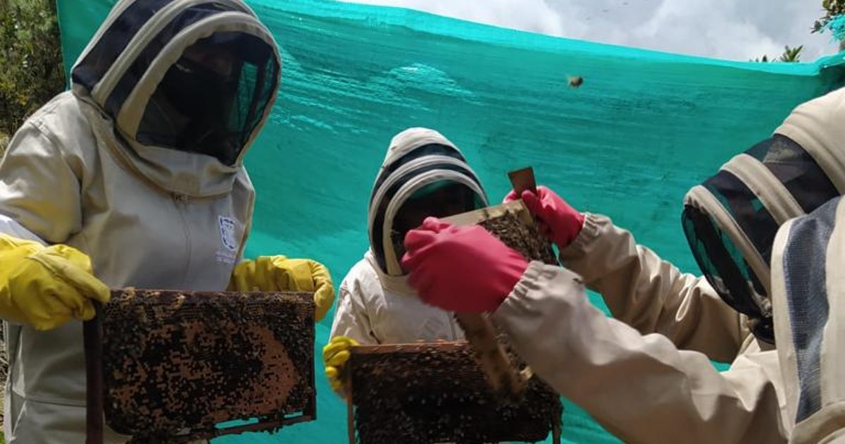 Abejas rescatadas ya tienen nuevo hogar en la localidad de Usme 