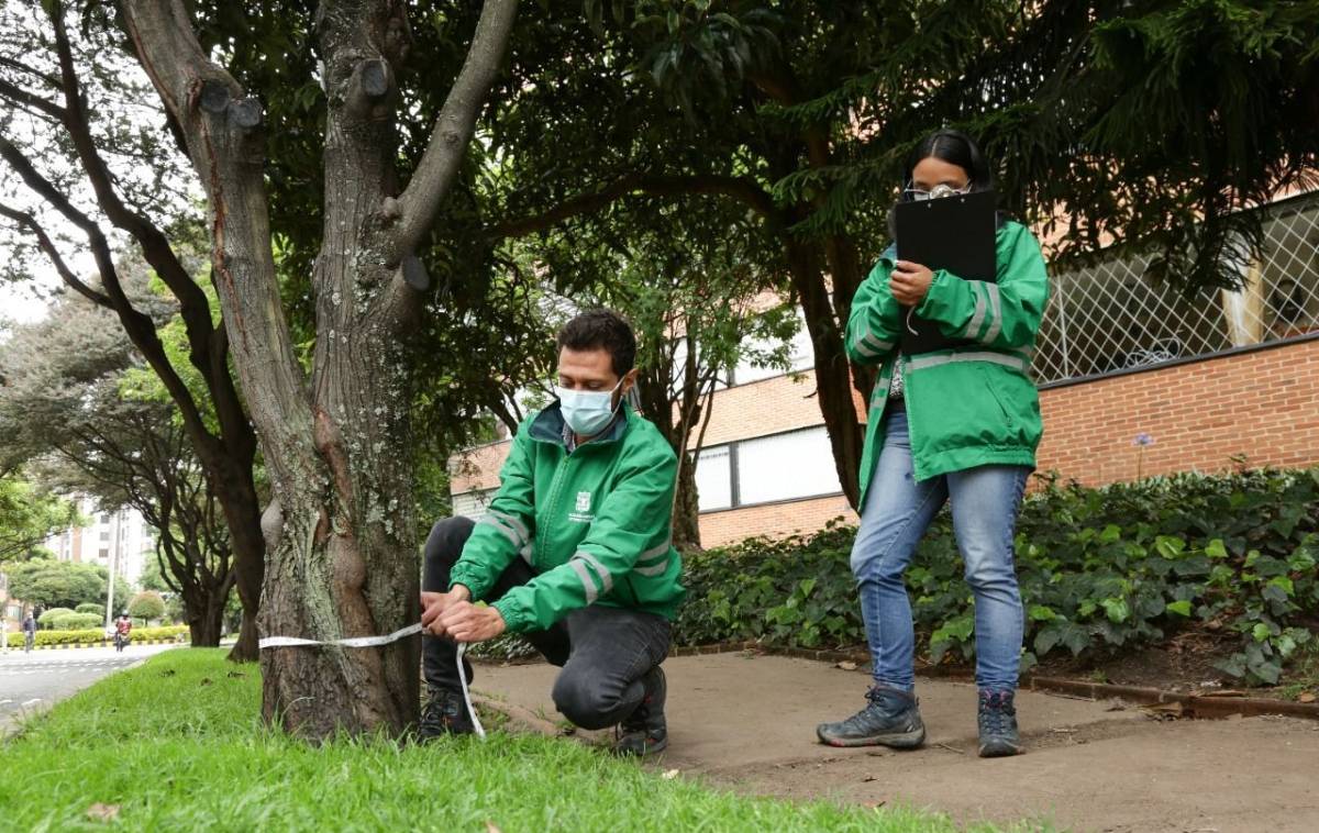 Razón por la que se caen los árboles en Bogotá en temporada de lluvias