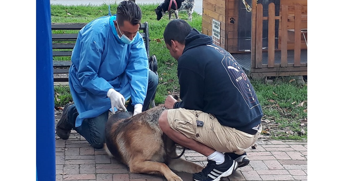 Te contamos cómo prevenir el distemper canino o moquillo en tu mascota