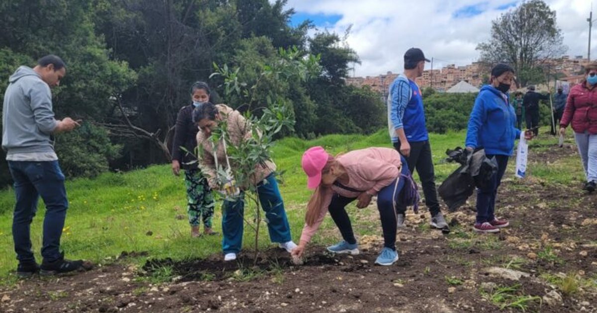 Plantación de 130 árboles en barrio Sierra Morena en Ciudad Bolívar