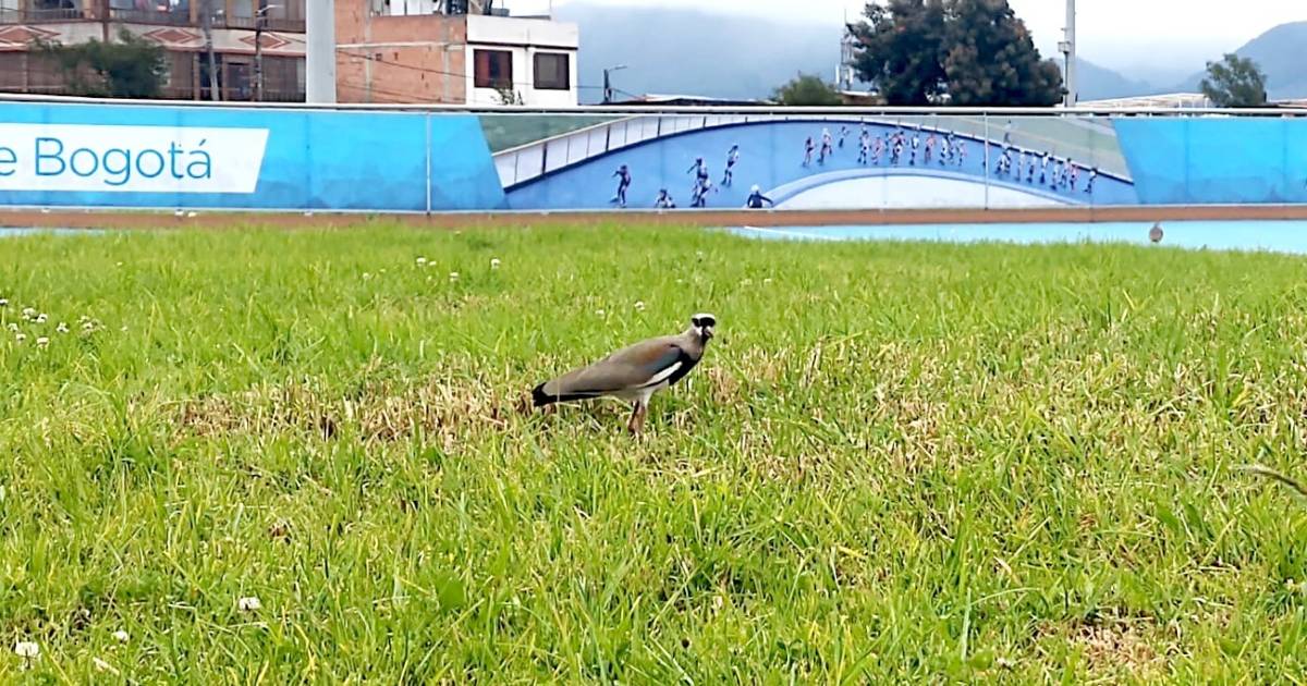 Nido de alcaravanes de parque Gilma Jimenez está en buen estado