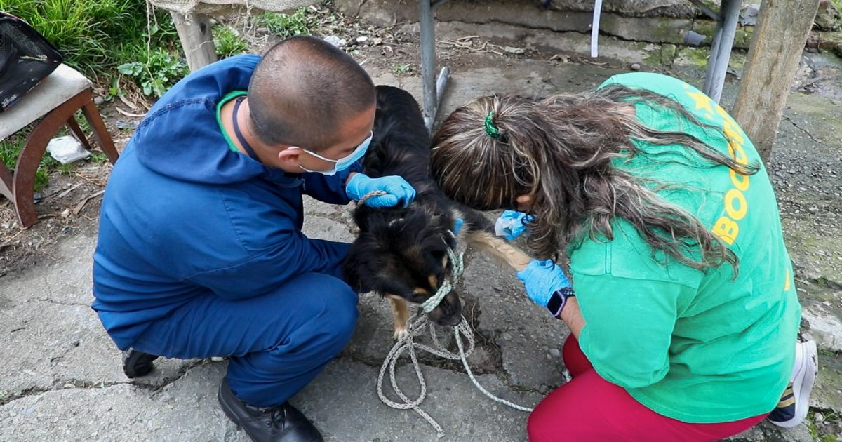 Distrito inició atención de perros de calle con cáncer en Bogotá