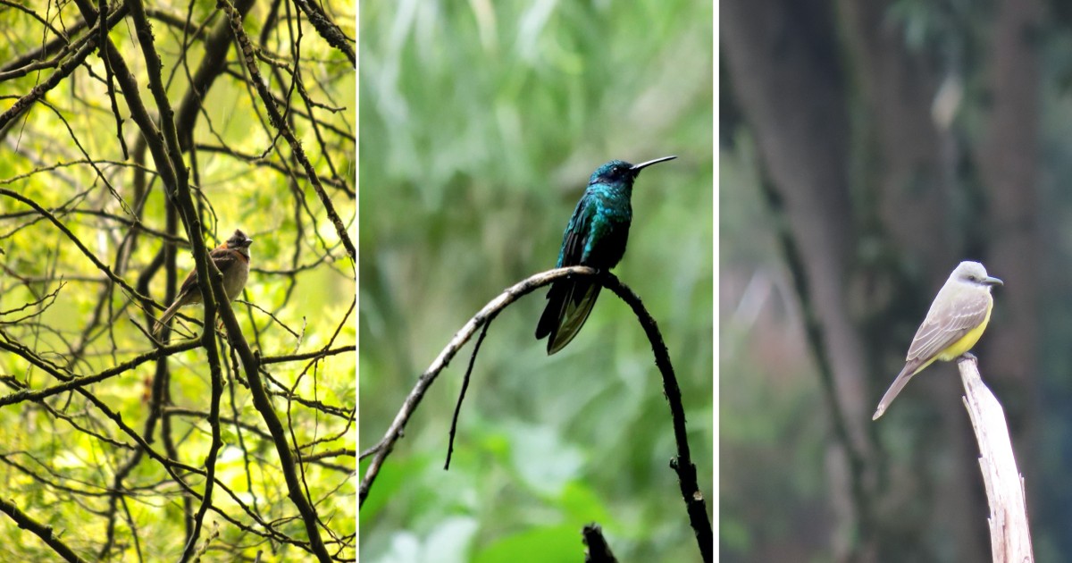 ¿Qué aves nativas y endémicas puedo encontrar en Bogotá?