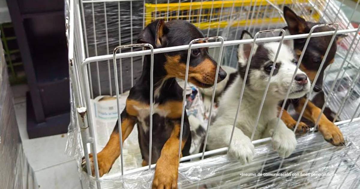 Judicializan a mujer por maltrato y comercialización de animales 