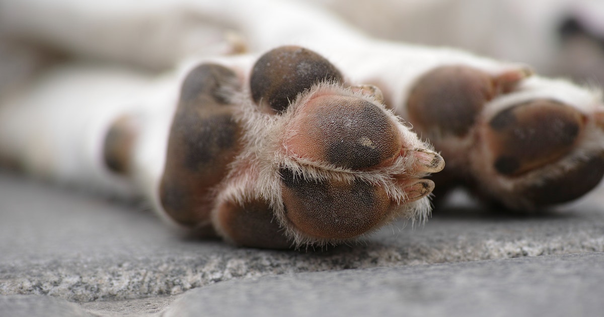 ¿Qué se debe hacer si se encuentra un animal muerto en la calle?