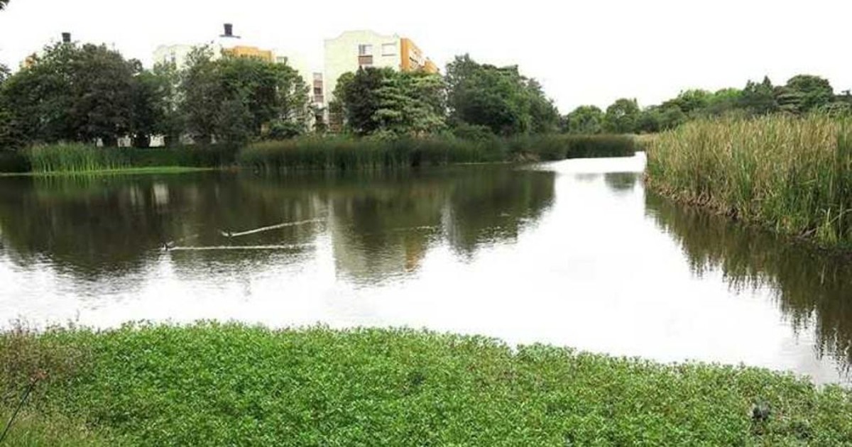 ¿Qué tipo de plantas hay en el humedal de Santa María del Lago?