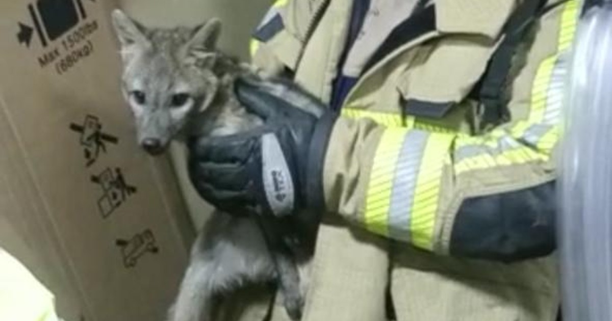 ¡Video! Bomberos rescataron a un zorro que estaba en casa en Bogotá