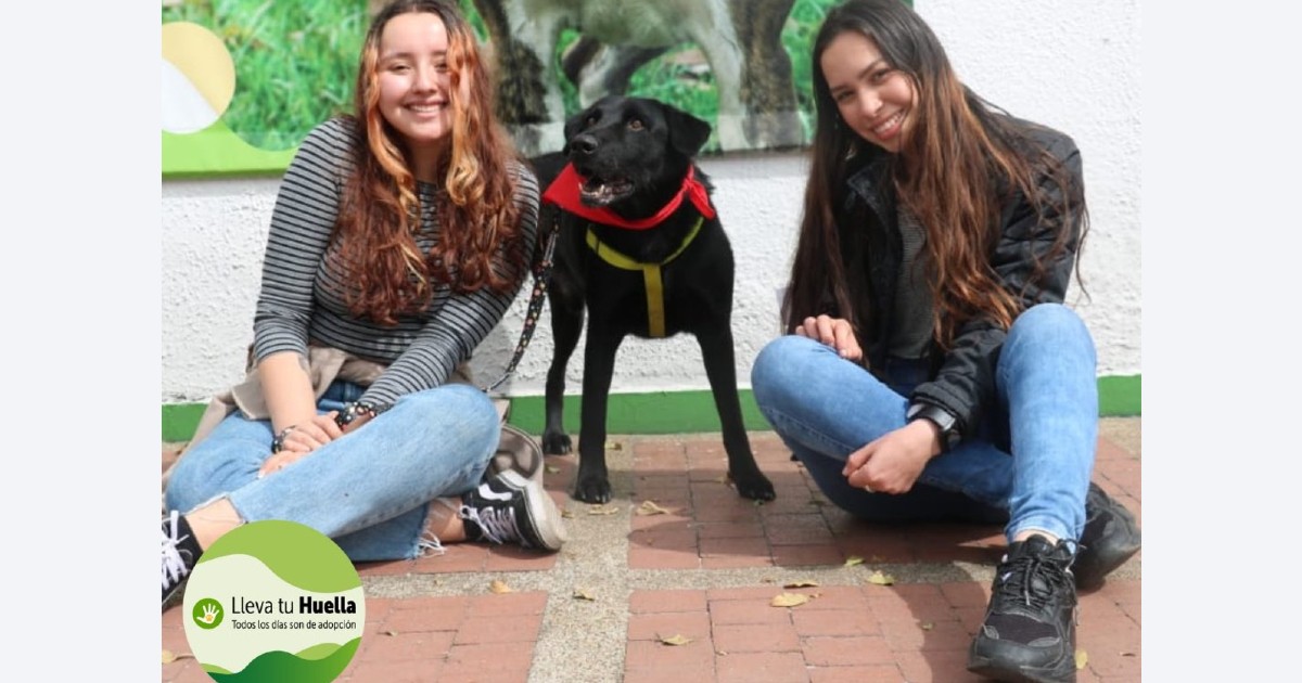 ¿Dónde puedo adoptar un perro o gato en la ciudad de Bogotá?