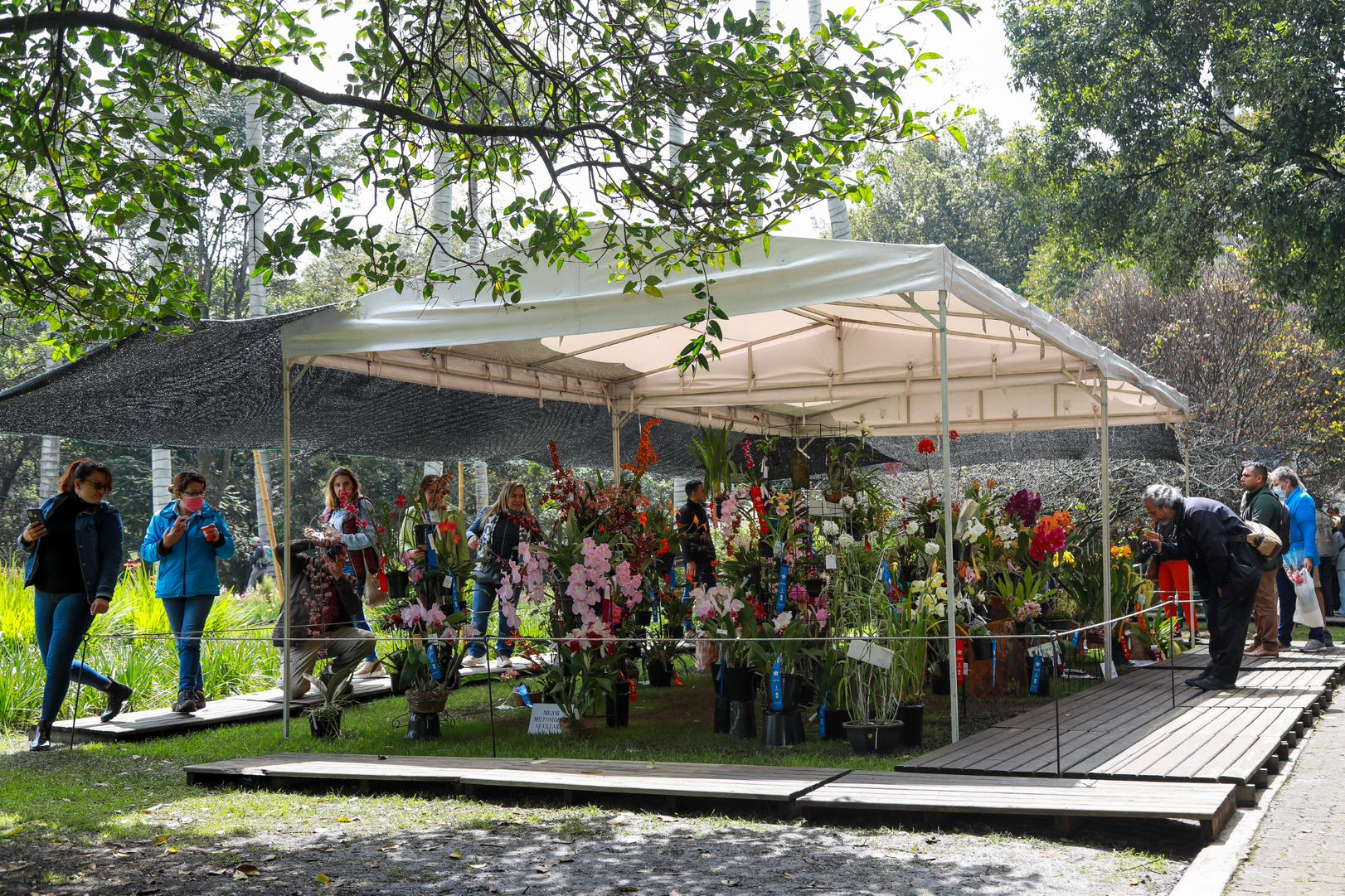 Exposición de orquídeas en el Jardín Botánico