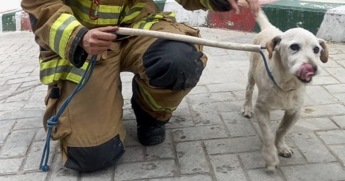 Con un sistema de cuerdas los uniformados lograron poner a salvo al canino que f