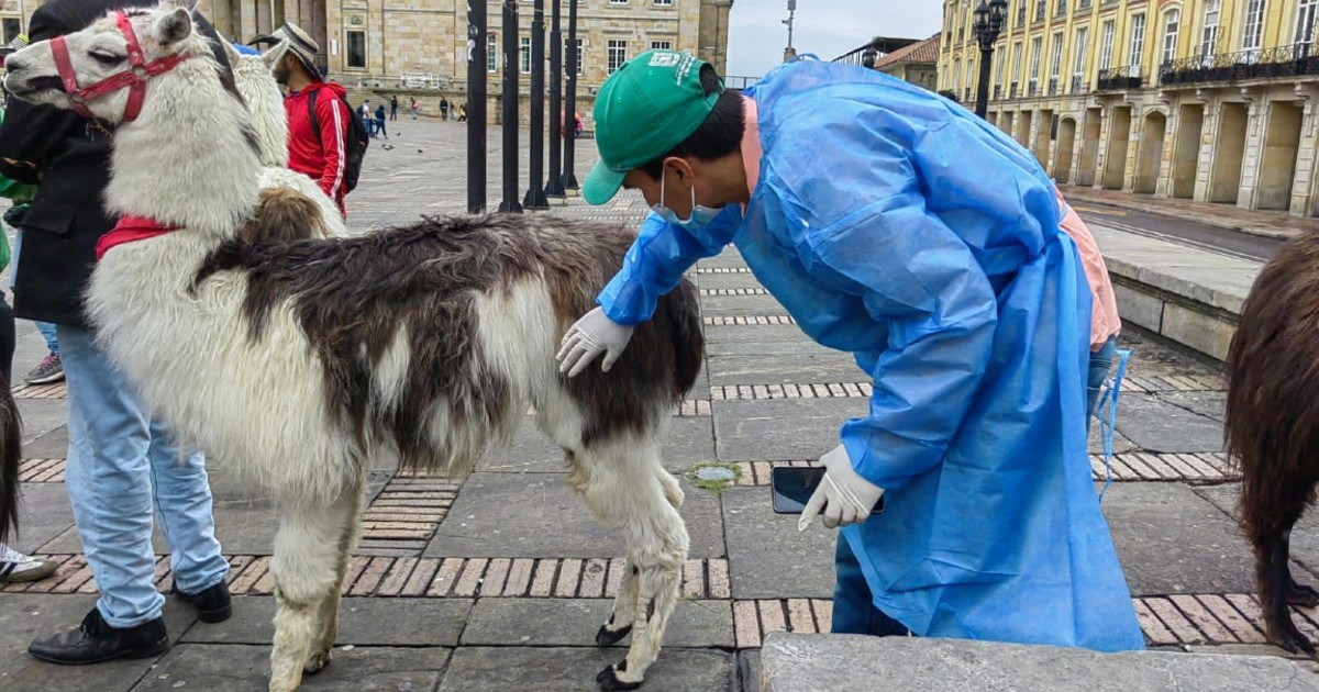 Distrito rescató 13 perros en malas condiciones de presunto criadero en Bogotá