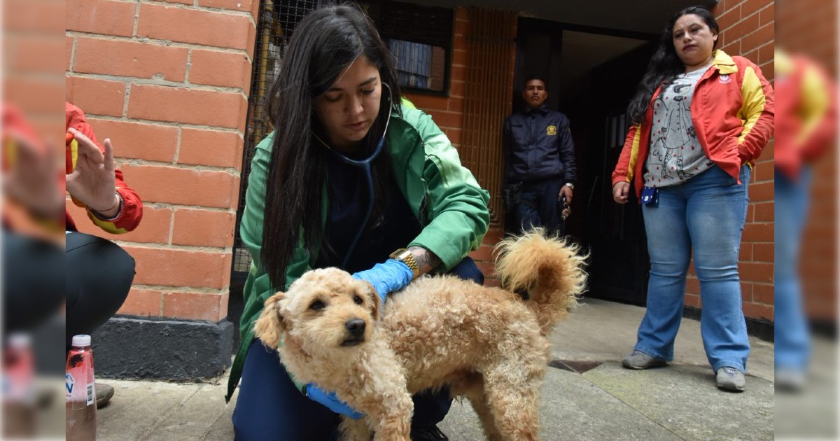 Distrito atendió tres casos de presunto maltrato animal en Bogotá