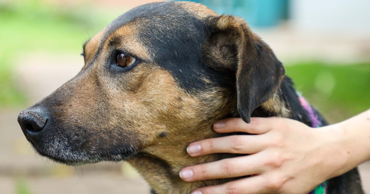 ¿Dónde puedo adoptar un perro o gato adulto en Bogotá? Acá te contamos