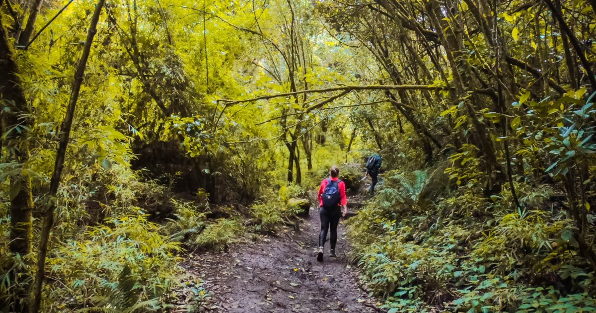 Nuevos senderos ecológicos se abrirán en cerros orientales en Bogotá 