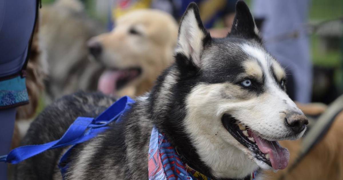 Dónde vacunar gratis contra la rabia a mi perro o gato. Noviembre 2022