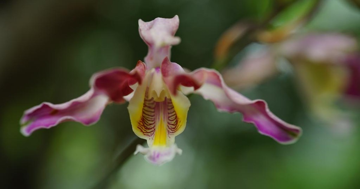 Orquídea que sobrevivió al huracán Iota florece en el Jardín Botánico