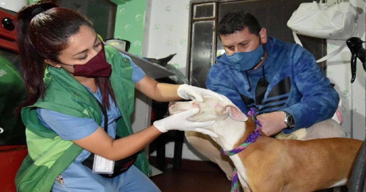 El hombre reconoció que, el 22 de enero de 2022, atacó a una cachorra llamada ‘K