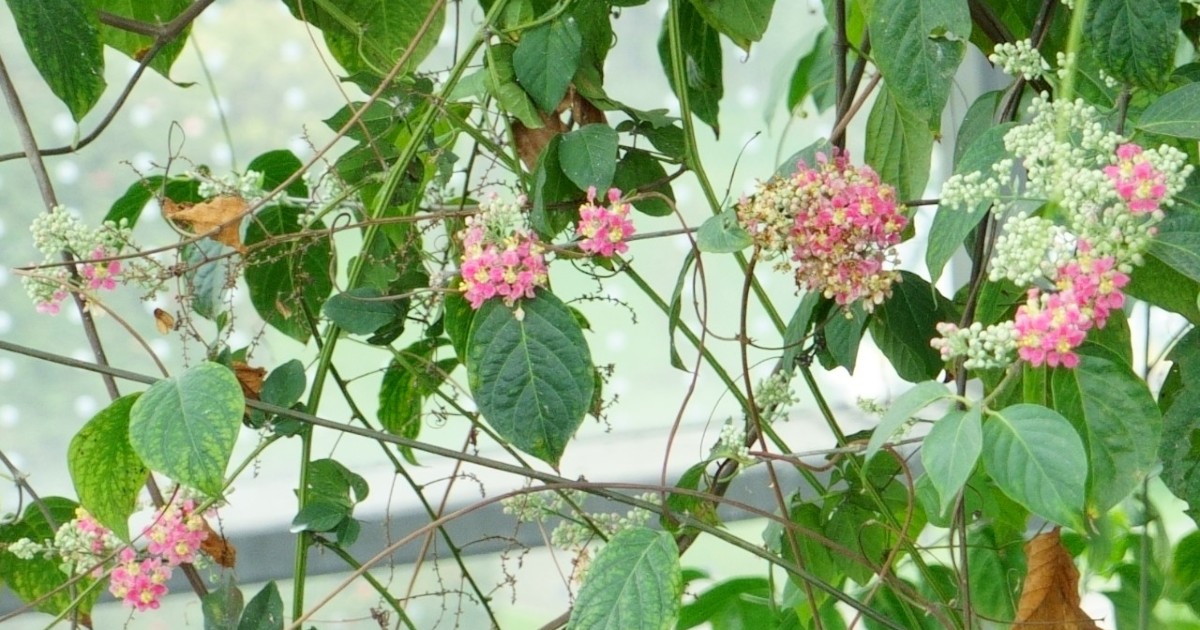 ¡Floreció la planta del yagé en el Tropicario del Jardín Botánico!