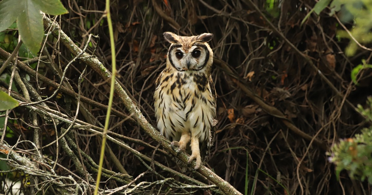 Liberación de 19 animales silvestres en humedales Torca y Gaymaral