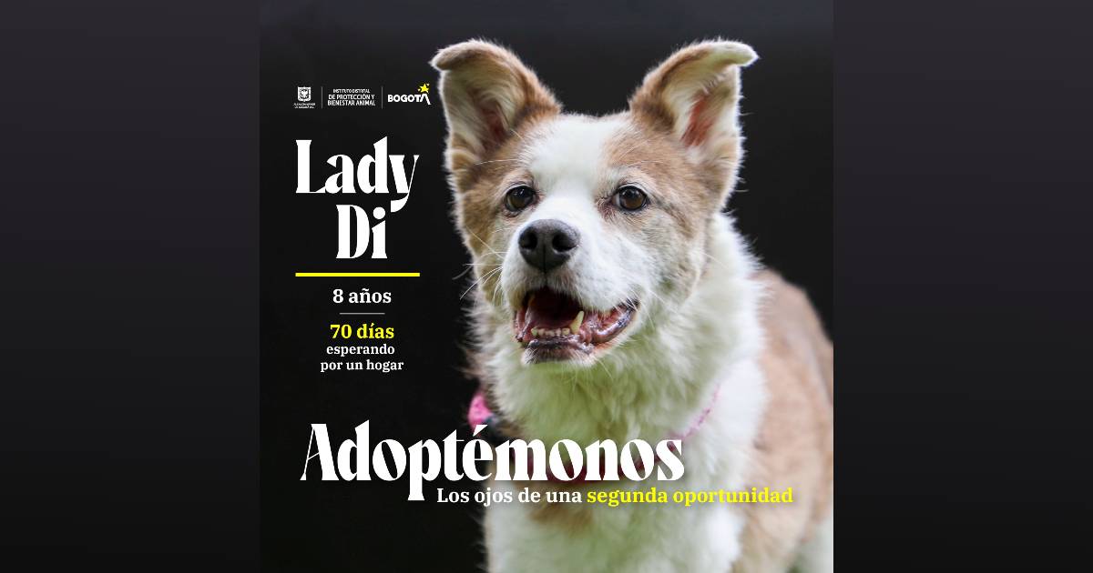 Dónde adoptar perros o gatos en Bogotá. Instituto de Protección Animal