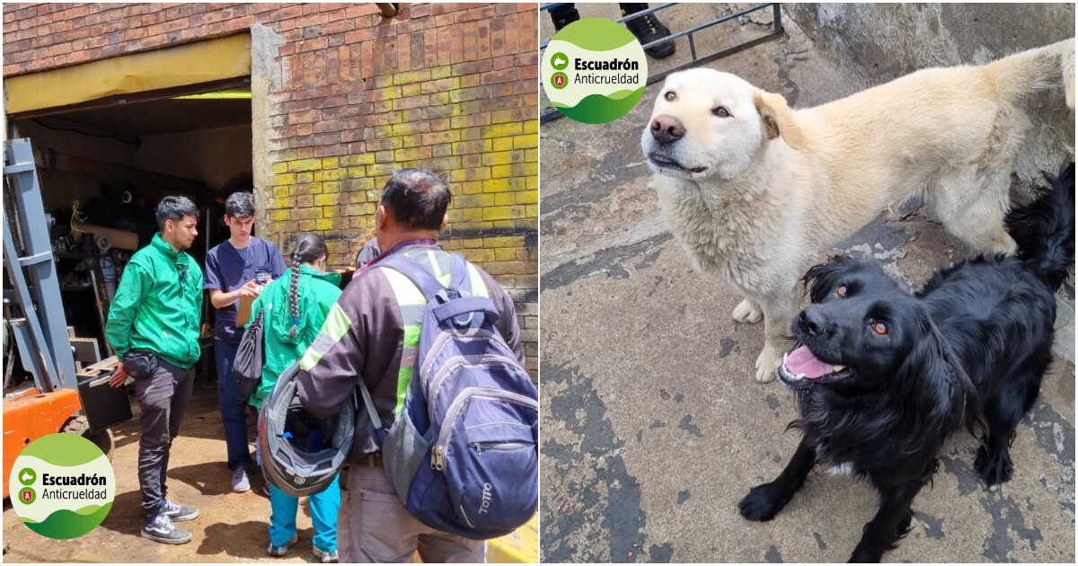 Dónde reportar o denunciar maltrato animal en localidades de Bogotá 