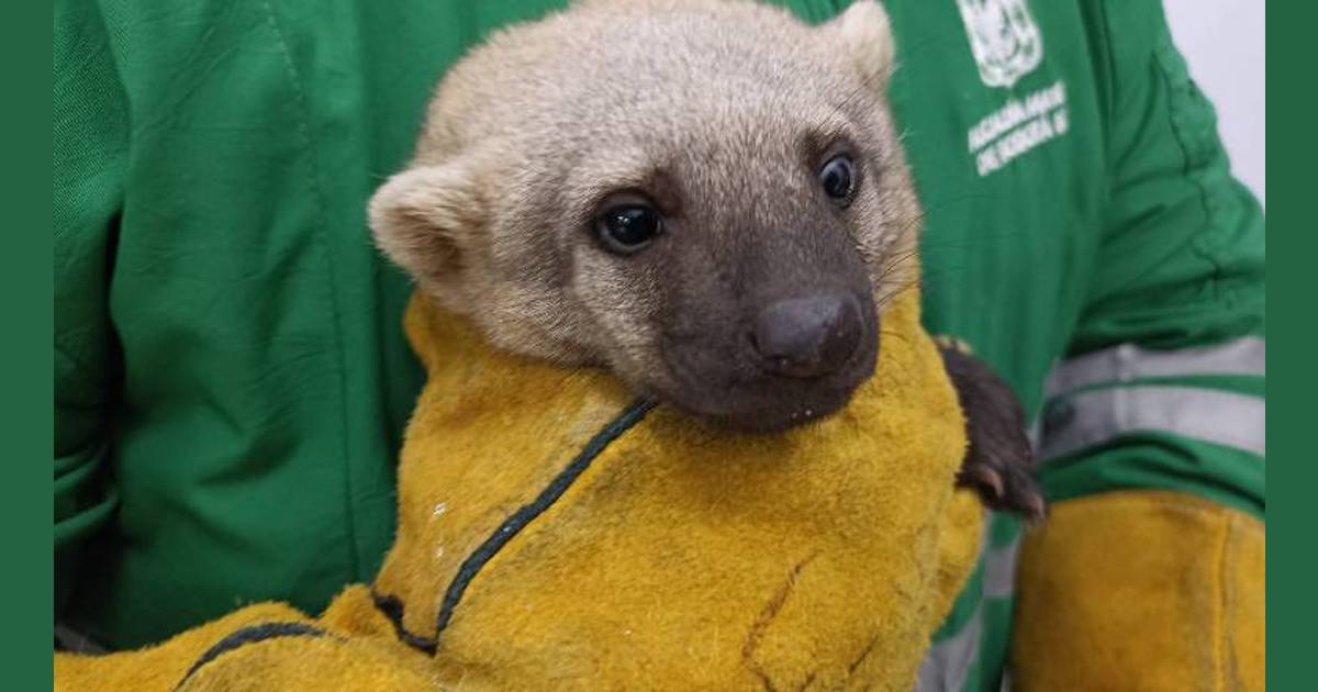 Mamífero Tayra rescatado en Suba se recupera en la unidad de Ambiente 