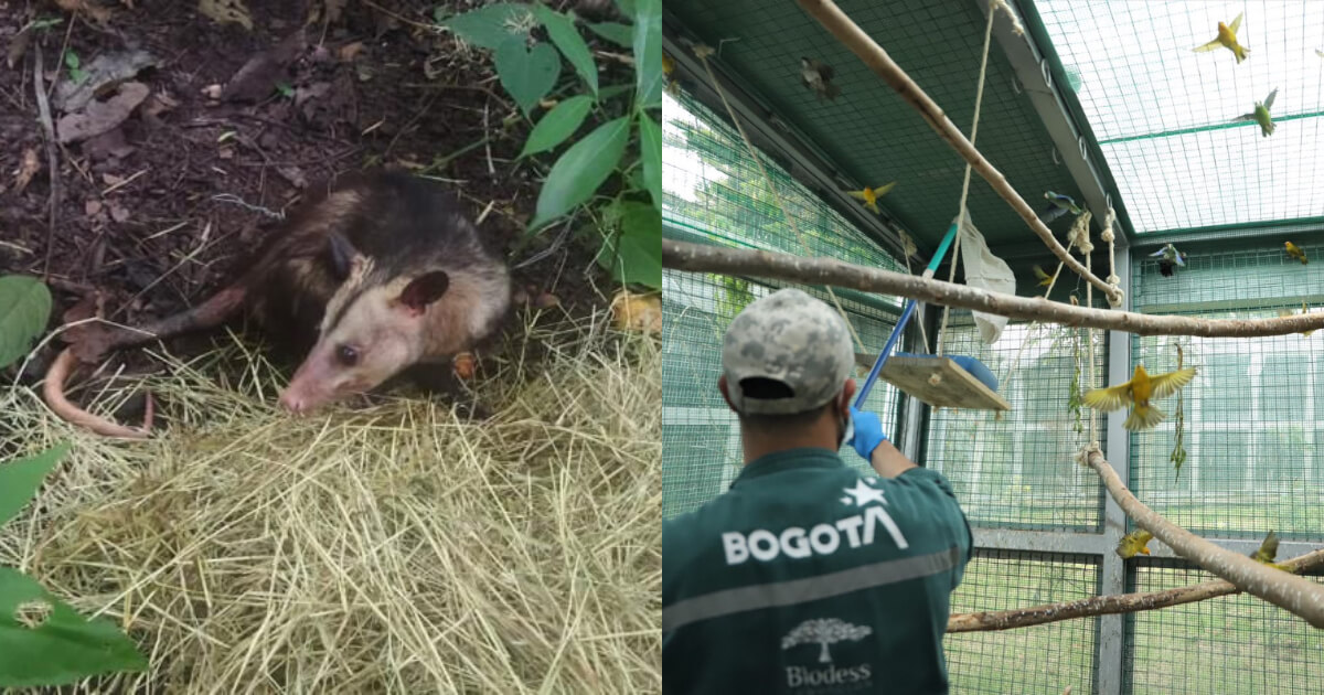 Distrito libera más de 400 animales silvestres en el depto del Cesar 