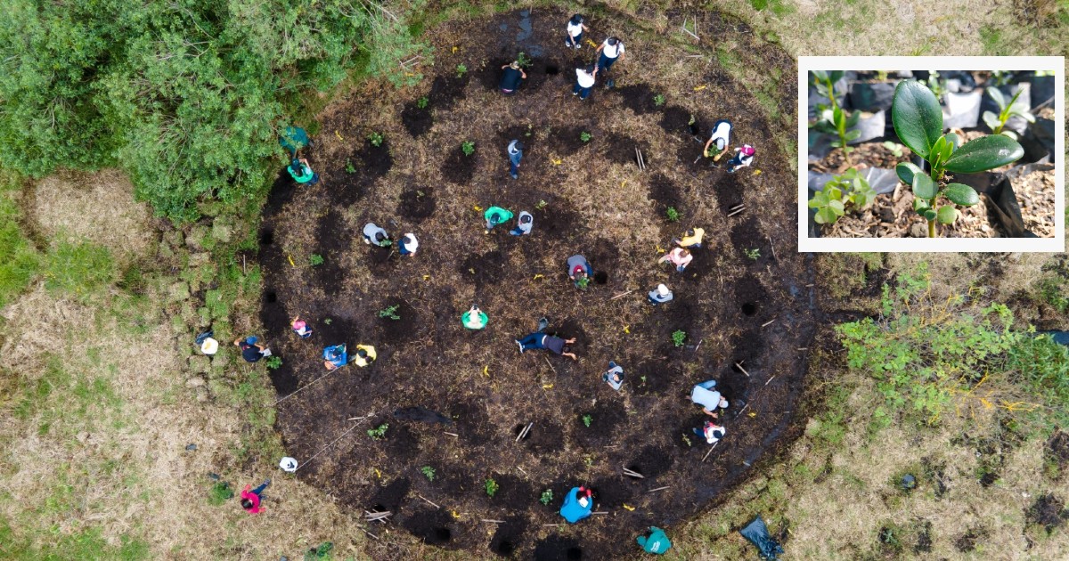 ¿Sabías que el vivero Las Mercedes tiene una 'guardería' de especies nativas?