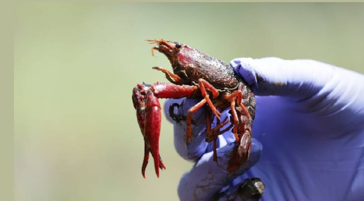 Distrito publica cartilla para manejo y control de langostilla de río 