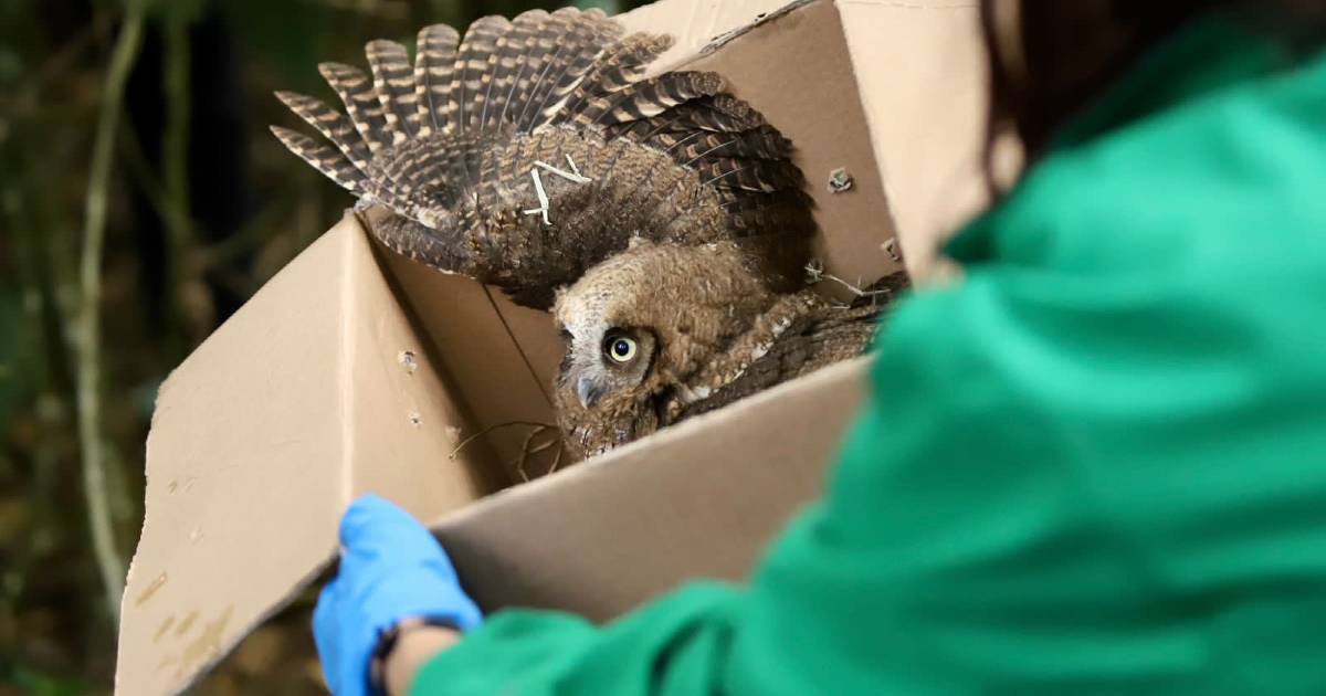 Búho currucutú en una caja dispuesta a ser liberada sostenida persona 