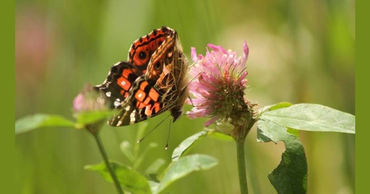 Bogotá celebra la semana de los insectos hasta el 25 de junio de 2023