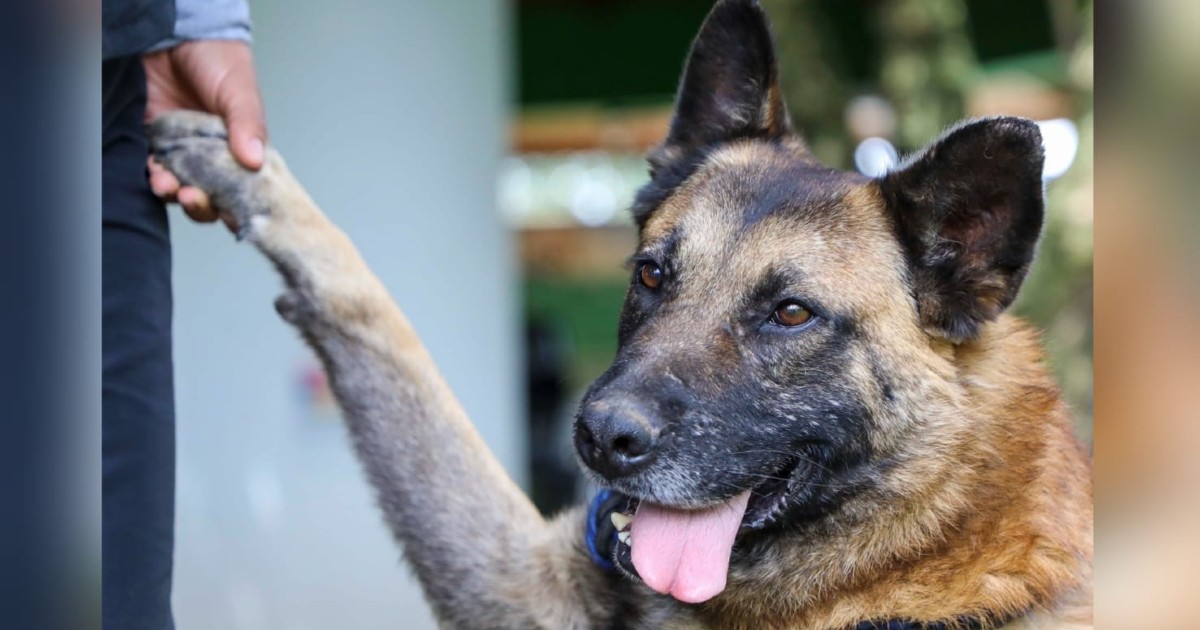 Julio 29: jornada de adopción de perros y gatos en La Colina 138, Suba