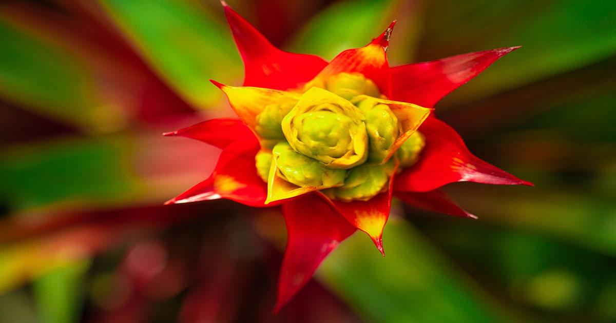 Flor bromelia