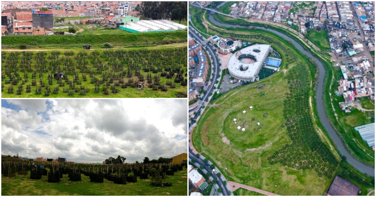 Se han plantado más de 3 mil árboles de 20 especies en bosque de Bosa 