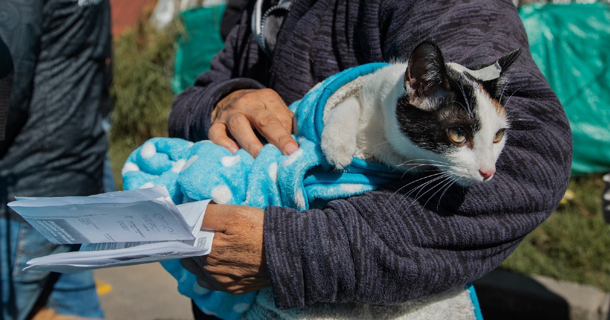 Esterilización gratuita de perros y gatos en Bogotá: cupos para agosto