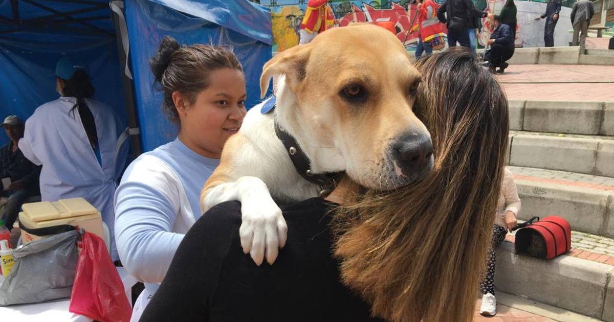 Cómo agendar turnos de esterilización animales en Bogotá julio de 2023