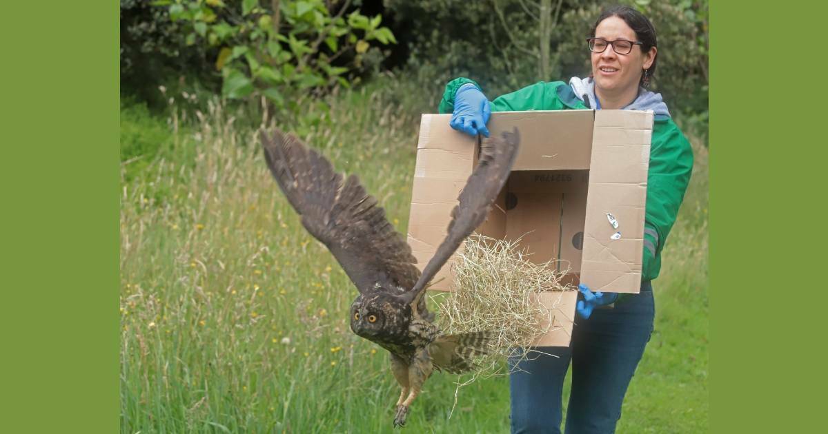 Secretaría Ambiente liberó 12 animales silvestres en Parque Entrenubes