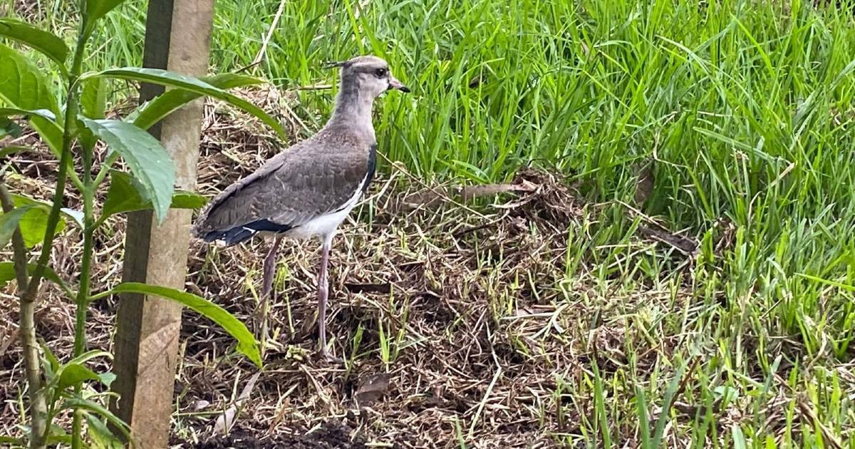 Sec. de Ambiente liberó a 13 animales silvestres en Humedal Guaymaral 