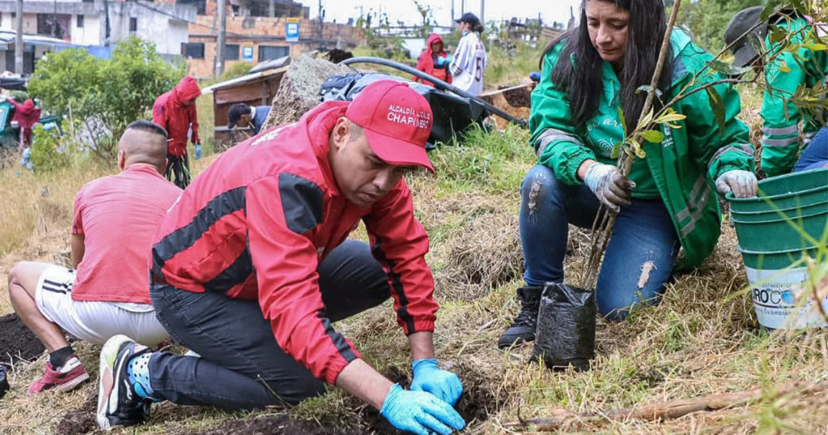 plantando arboles