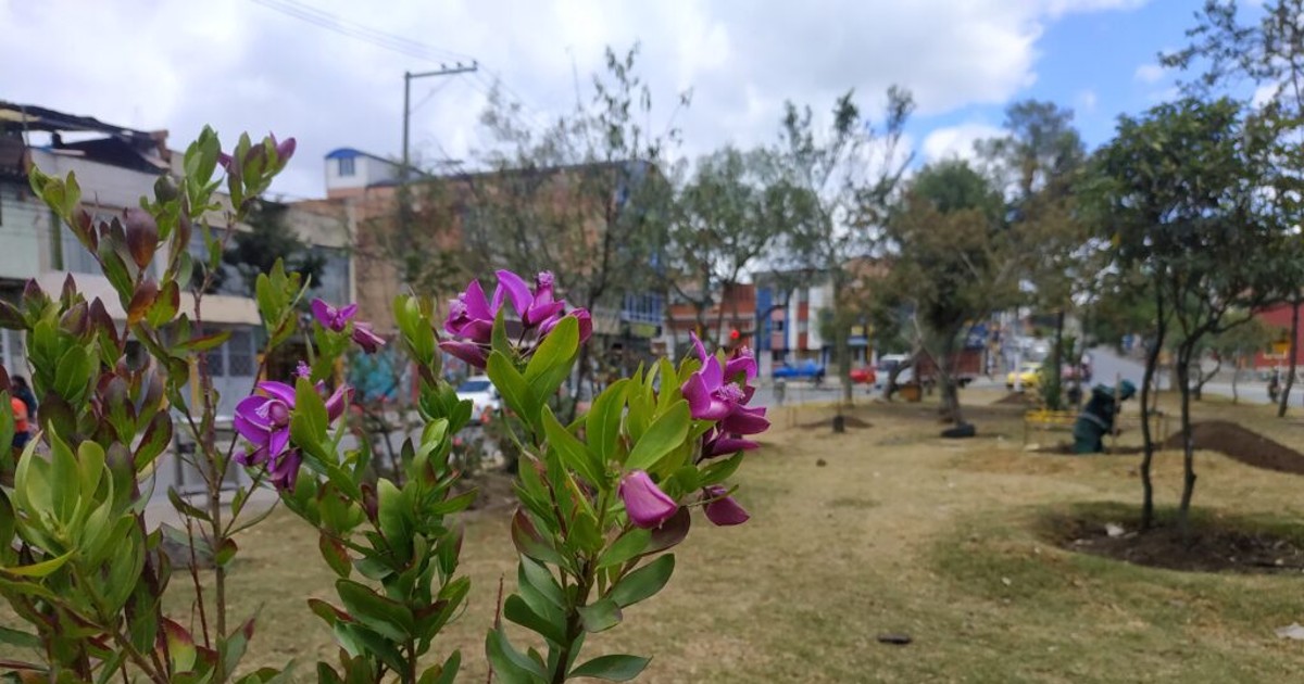 Plantaciones en barrio Kennedy 