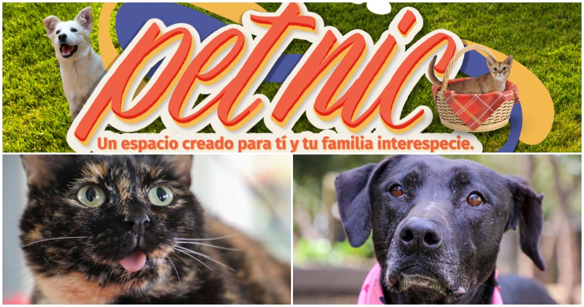 Feria, adopción de animales y más planes en el Petnic de este primero de octubre