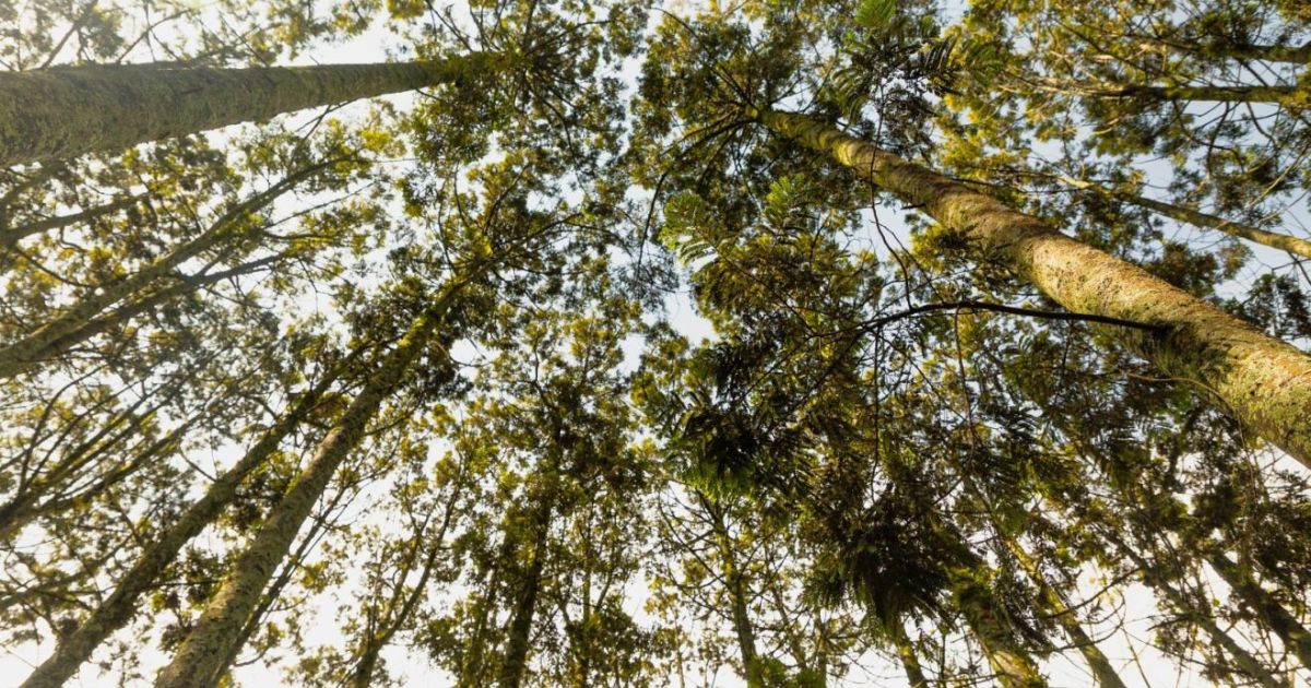 Expertos internacionales certificarán como “Guías en Baños de Bosque”