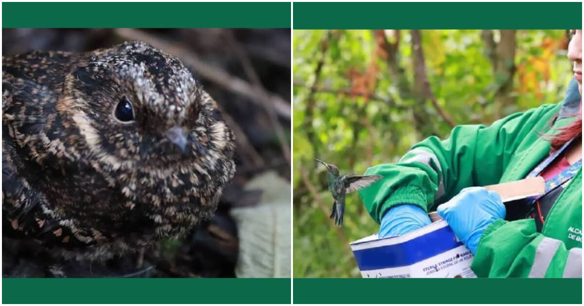 Más de 40 aves silvestres liberadas en Humedal Córdoba en Bogotá 2023