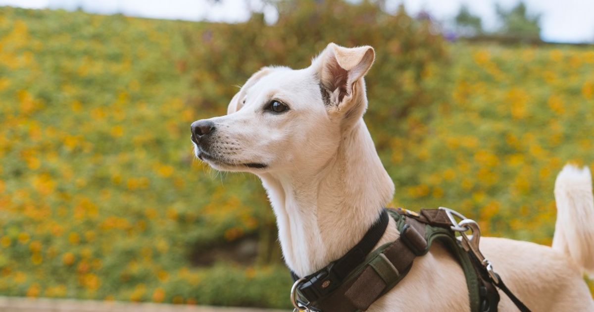 ¿Puedo llevar a mi perro o gato a las bibliotecas públicas de Bogotá?