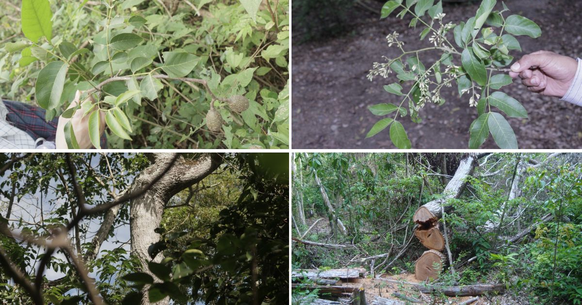 Descubren primera especie de cedro endémica de Colombia 