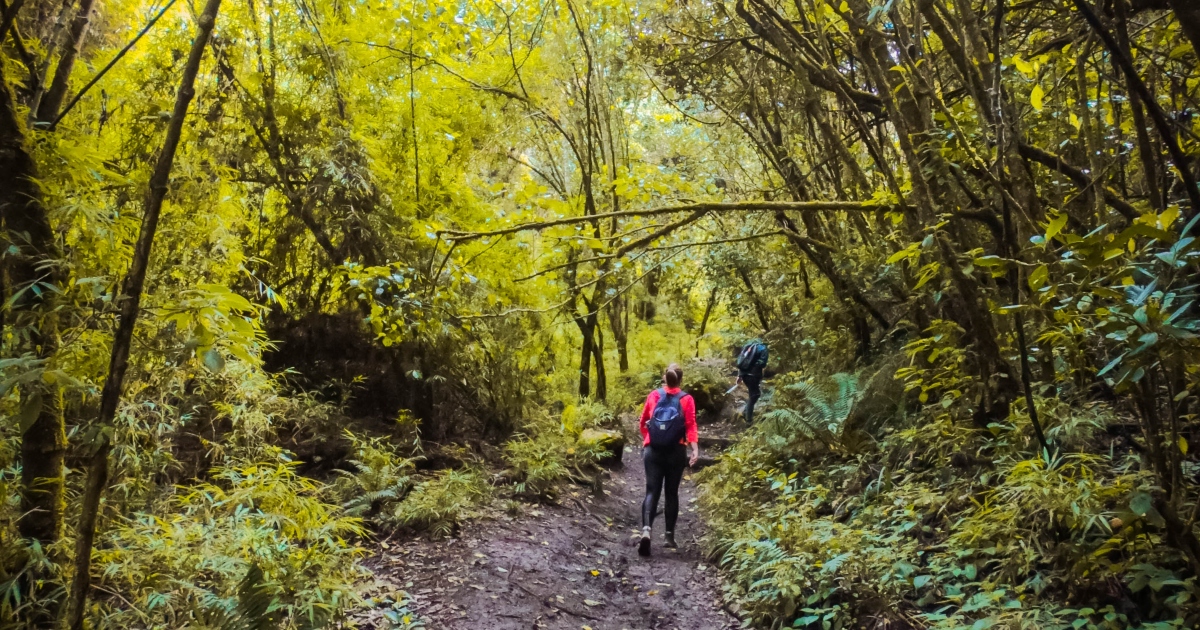 En enero, inscríbete y recorre los Cerros orientales ¡Más información aquí! 