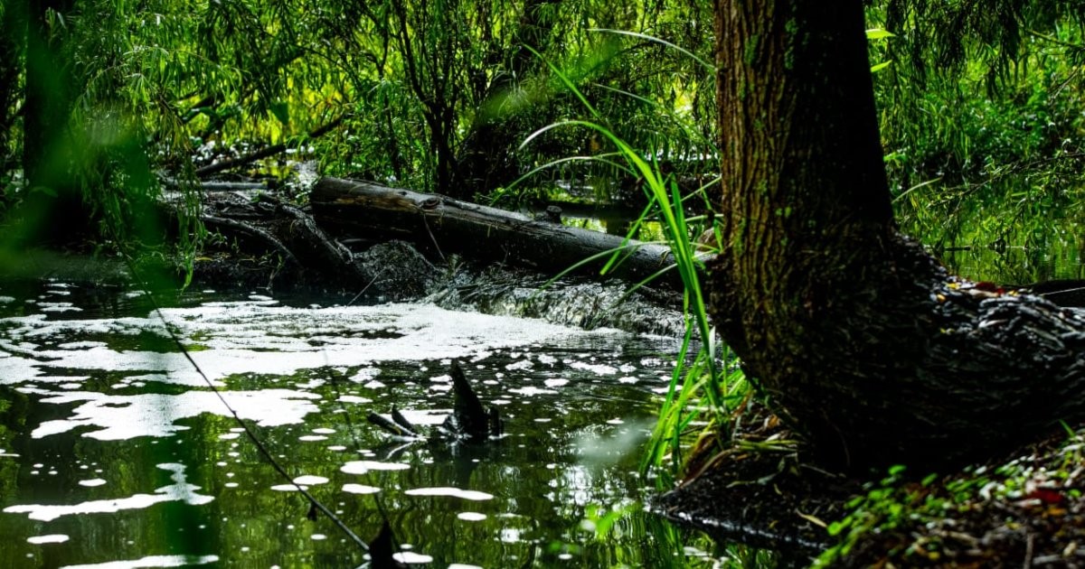 En el Día de los Humedales comprométete a cuidar la fauna y la flora