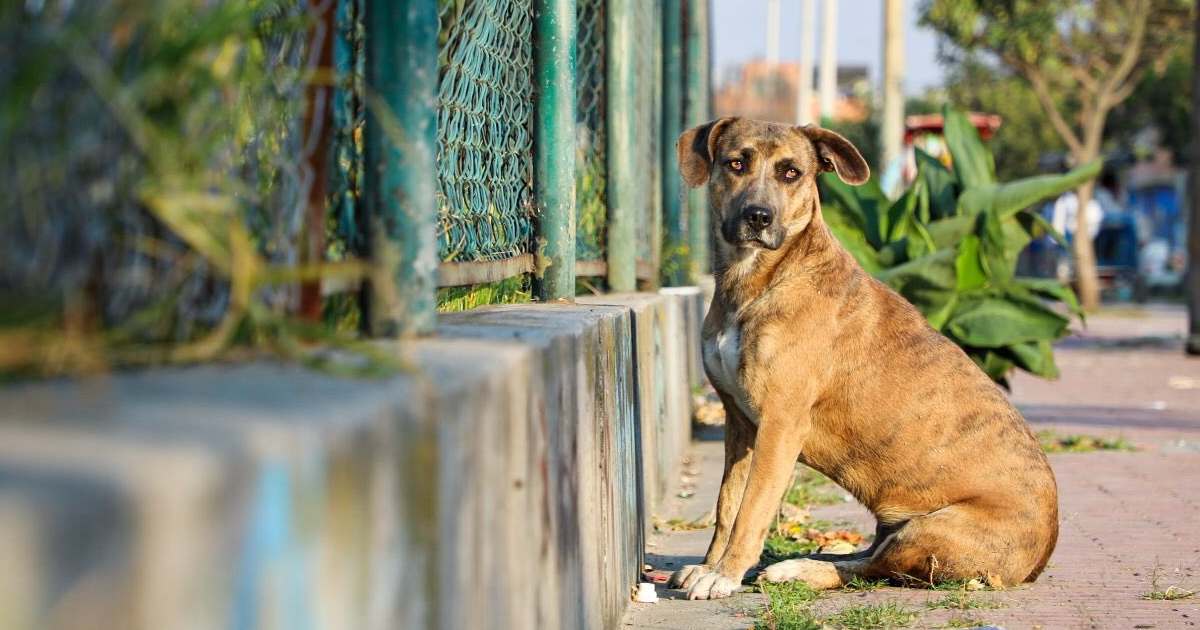 ¿Cómo denunciar un caso de maltrato animal en Bogotá? Aquí te explicamos